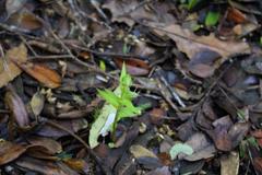 Pterostylis agathicola