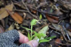 Pterostylis agathicola