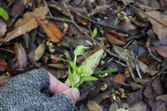 Pterostylis agathicola