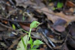 Pterostylis agathicola
