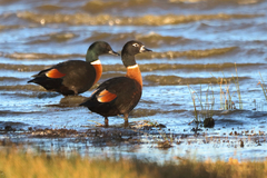 Australian Shelduck photo 4
