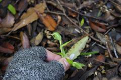 Pterostylis agathicola