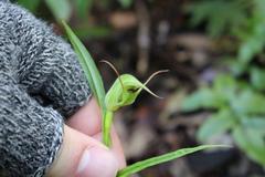 Pterostylis agathicola