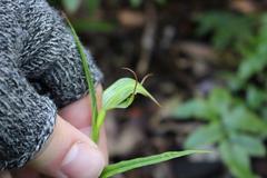 Pterostylis agathicola