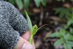 Pterostylis agathicola