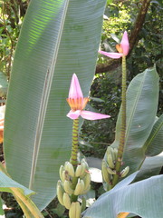 Musa ornata