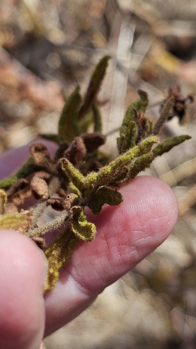 Image of Thomasia petalocalyx by (c) Rosalie Lawrence, some rights reserved (CC BY)