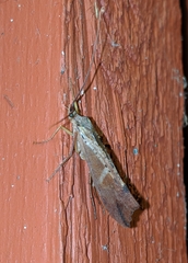 Nemotaulius hostilis