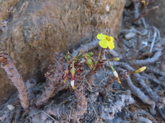 Oxalis mirbelii