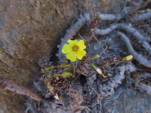 Oxalis mirbelii, photograph 1