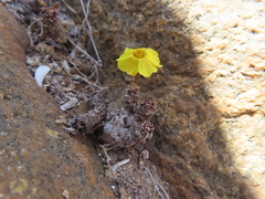 Eric Schmidt, CC BY, iNaturalist via GBIF Oxalis mirbelii, photograph Eric Schmidt, CC BY, iNaturalist via GBIF