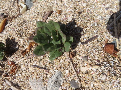 Nolana paradoxa
