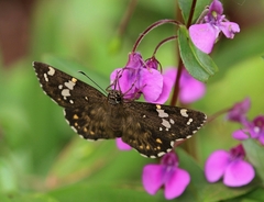 Coladenia indrani
