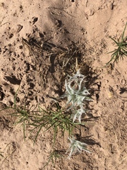 Scleropogoninae