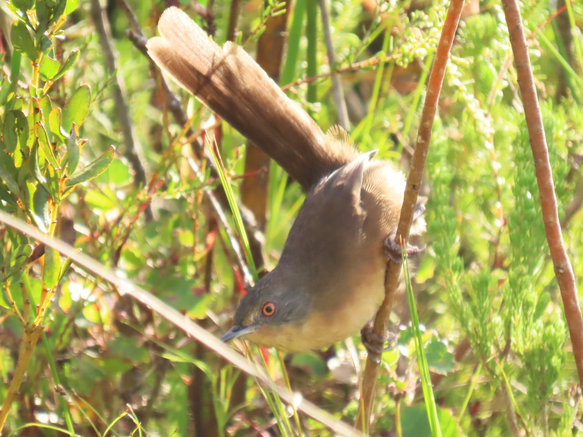 Victorin's Warbler (Cryptillas victorini), photo 5