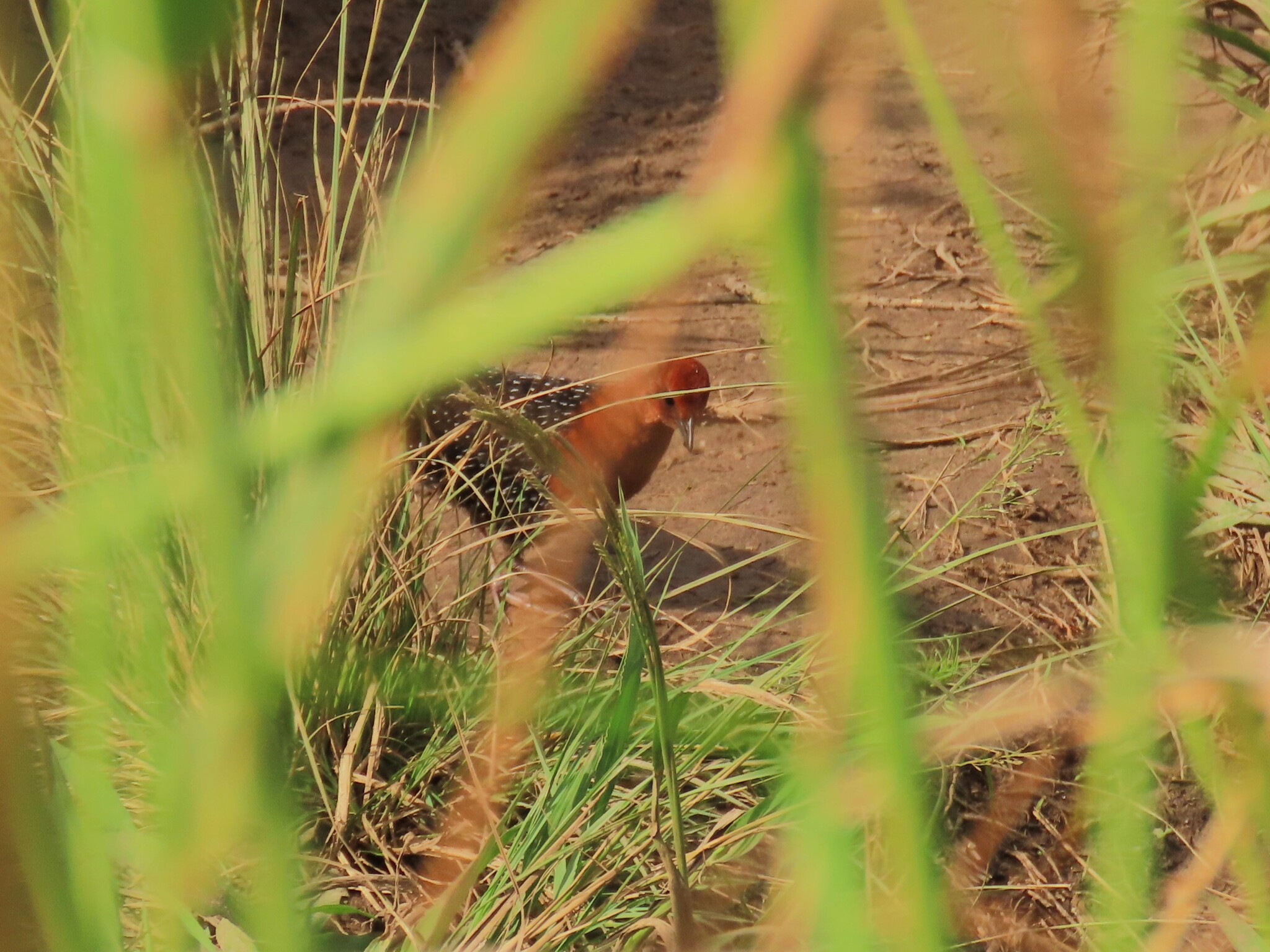 Red-chested Flufftail (Sarothrura rufa), photo 2