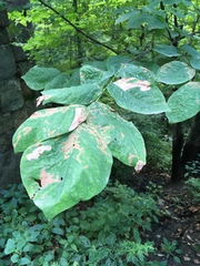 Cladrastis kentukea