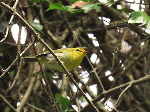 Yellow-throated Woodland Warbler (Phylloscopus ruficapilla), photo 5