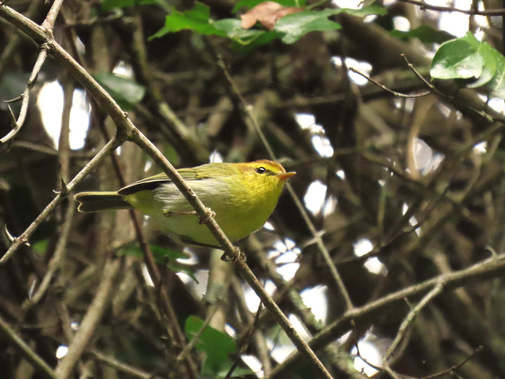 Yellow-throated Woodland-Warbler illustration