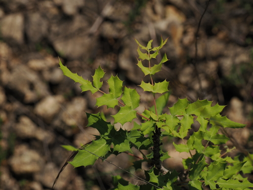 Image of Berberis swaseyi by (c) Joseph Aubert, some rights reserved (CC BY)