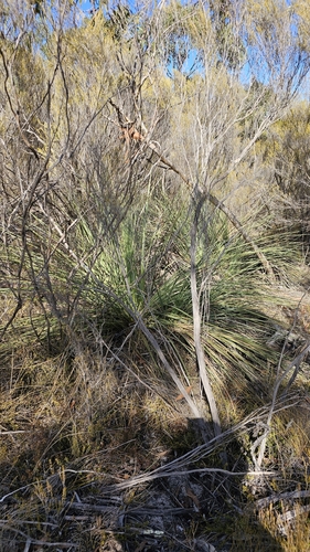 Image of Xanthorrhoea caespitosa by (c) Rosalie Lawrence, some rights reserved (CC BY)