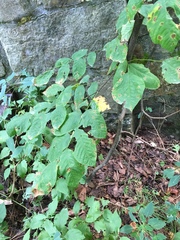 Cladrastis kentukea