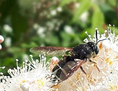 Stratiomys badia