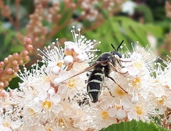 Stratiomys badia
