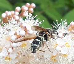 Stratiomys badia