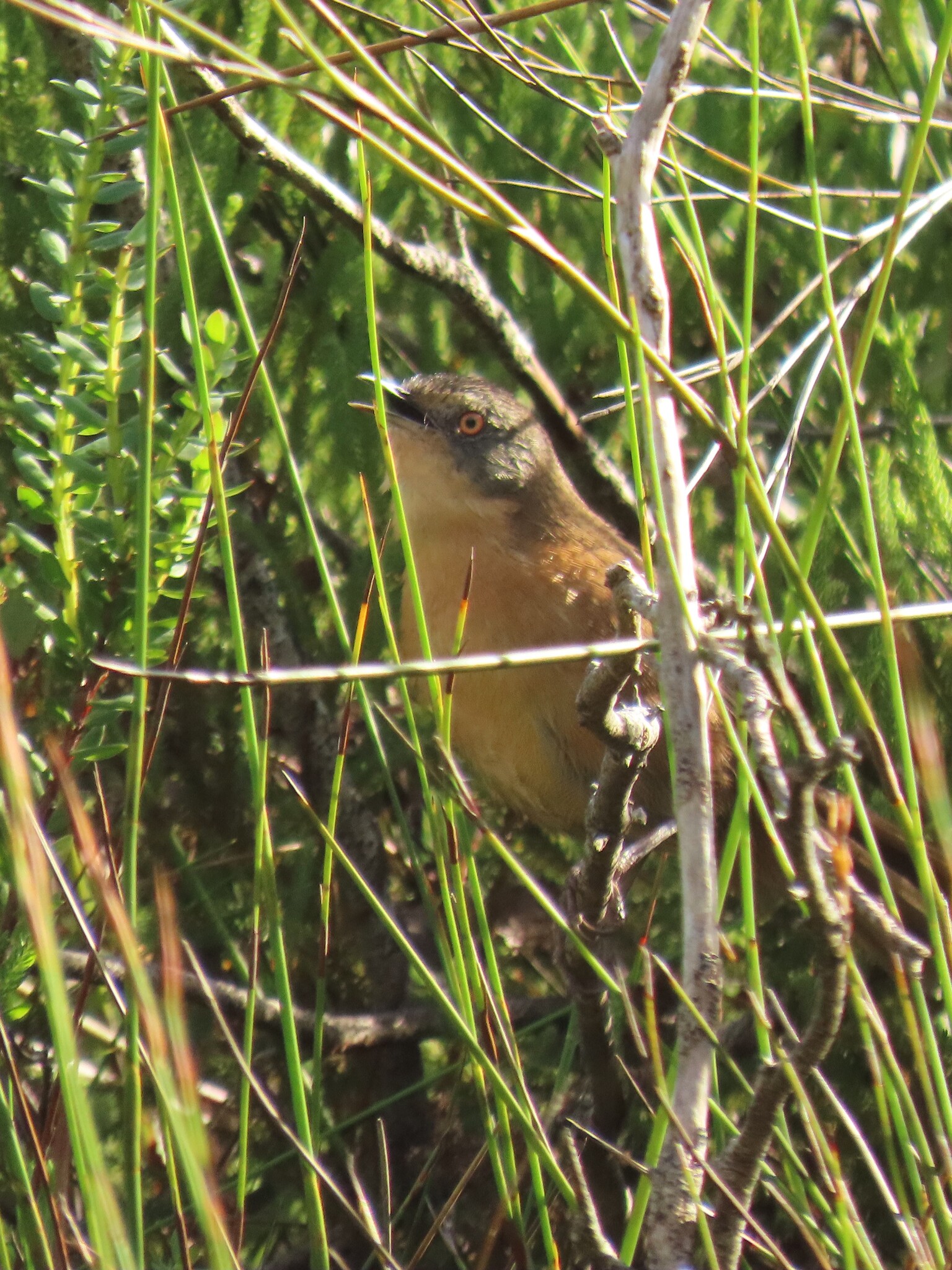 Victorin's Warbler (Cryptillas victorini), photo 6
