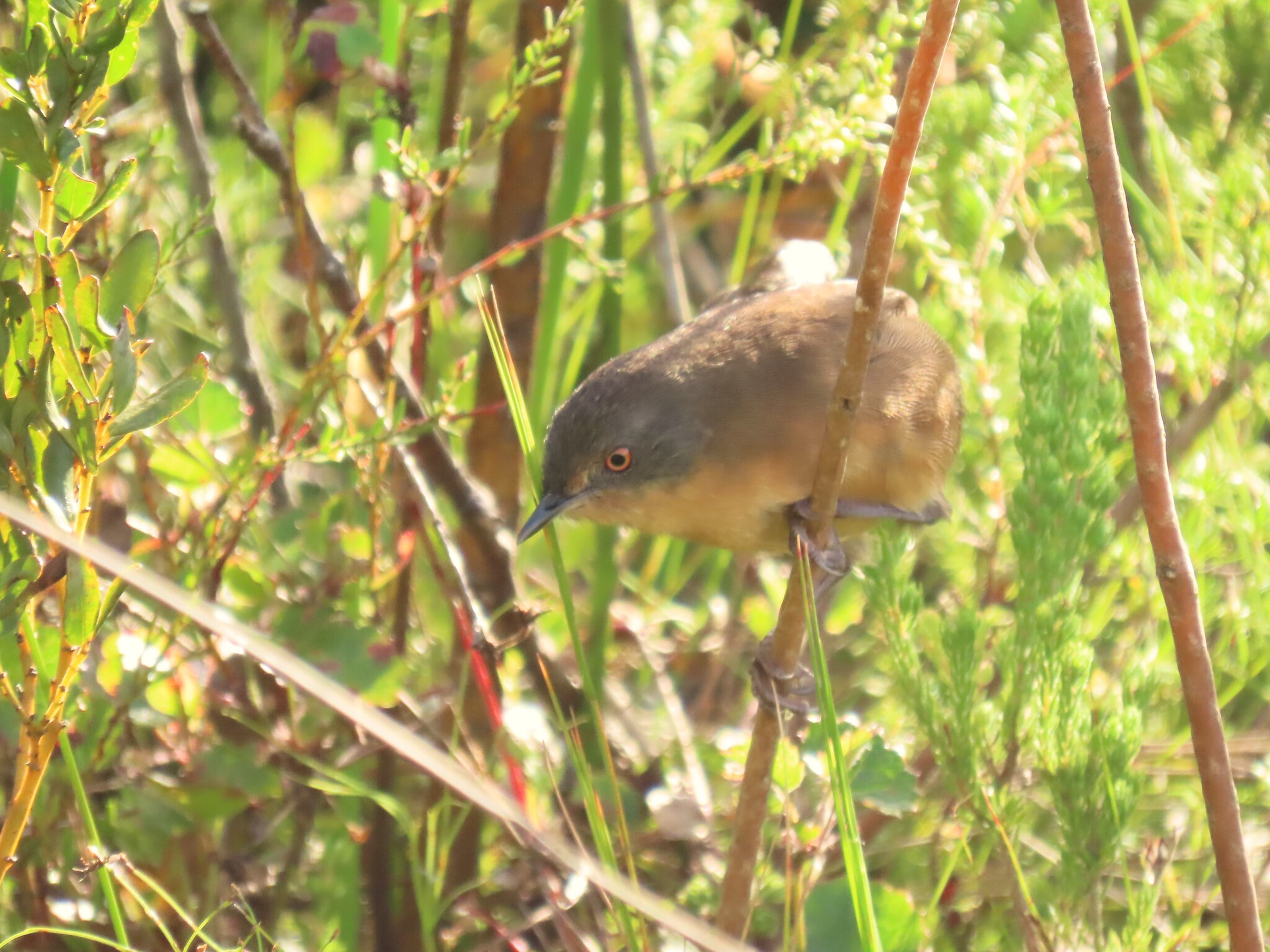 Victorin's Warbler (Cryptillas victorini), photo 7