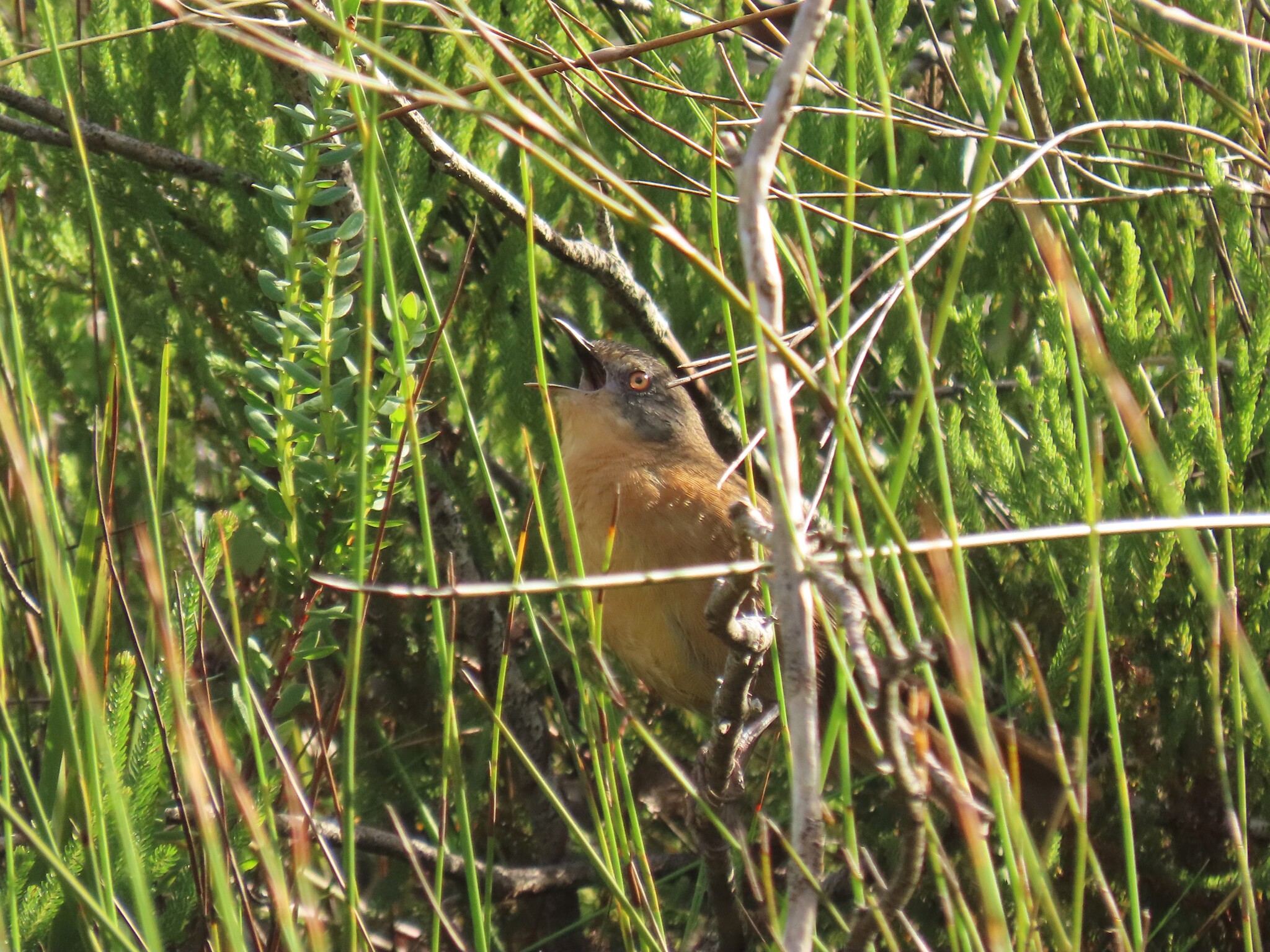 Victorin's Warbler (Cryptillas victorini), photo 8