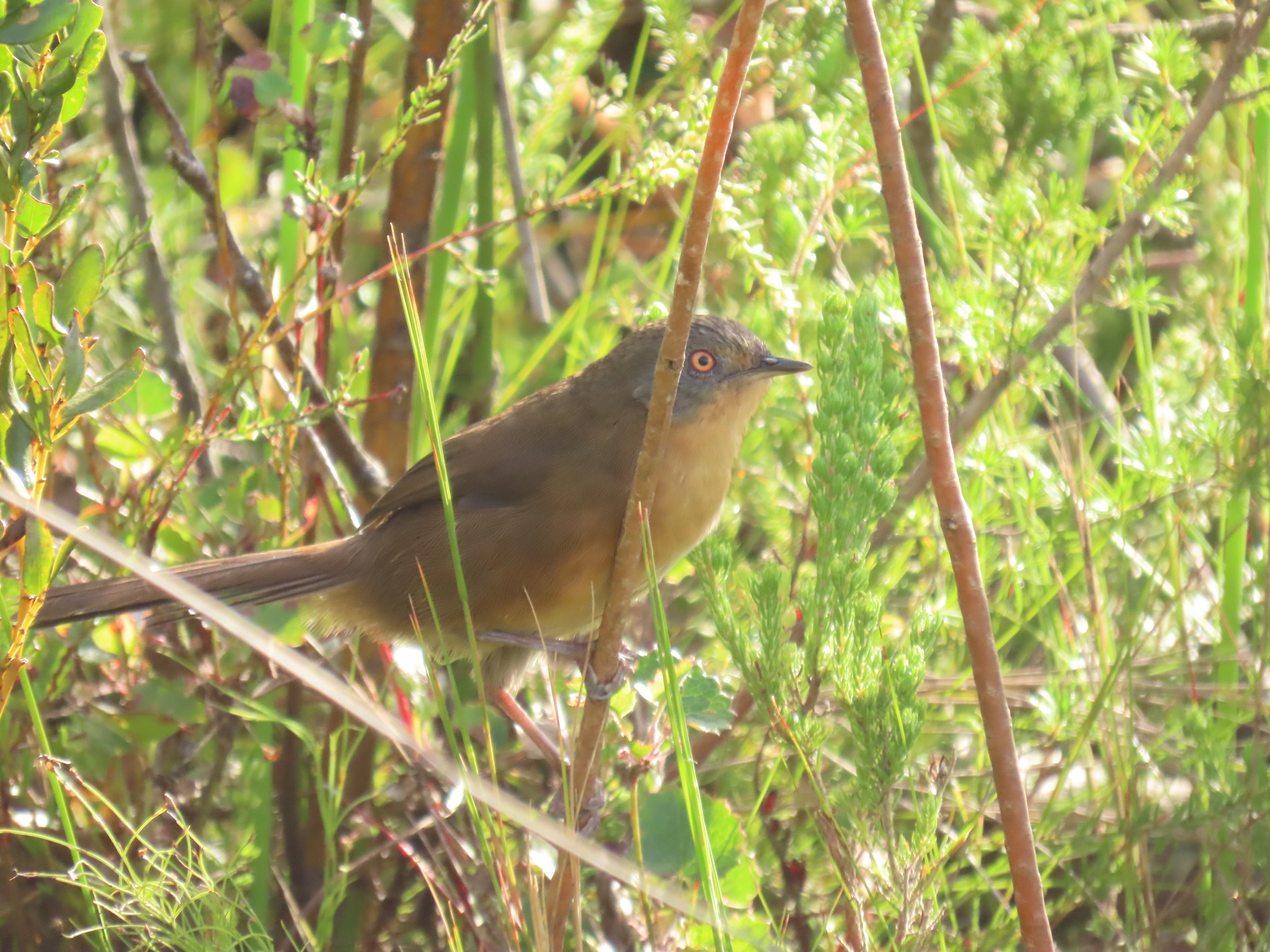 Victorin's Warbler (Cryptillas victorini), photo 9