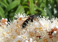 Stratiomys badia