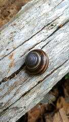 Helminthoglypta dupetithouarsi