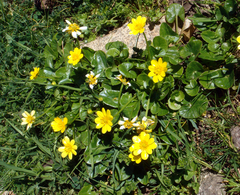 Ficaria verna ficariiformis