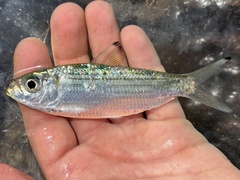 Castlenau's Herring photo 1