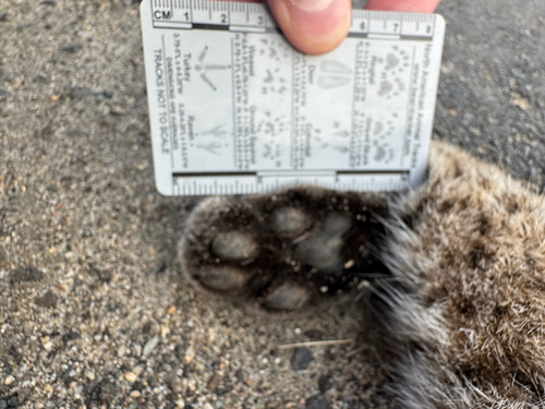 Bobcat photographed in Minnesota