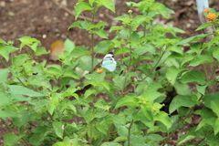 Itaballia demophile centralis