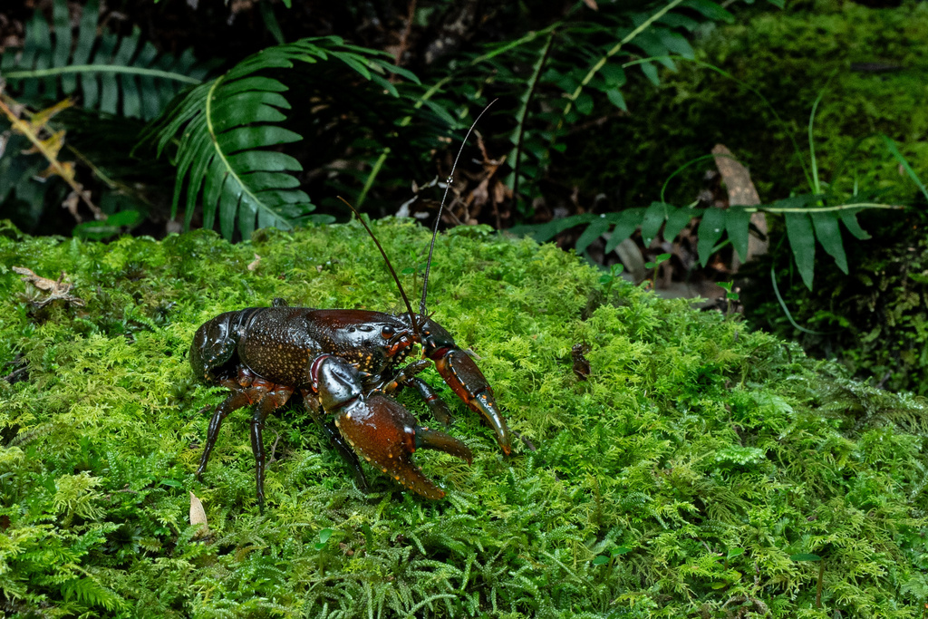 Short Thorax Crayfish