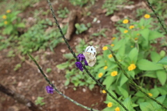 Itaballia demophile centralis