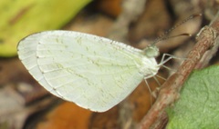 Leptosia alcesta inalcesta