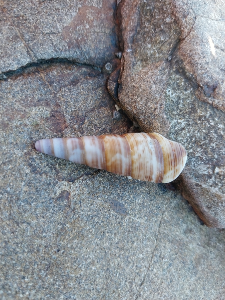 Turret Shell from Wellington, New Zealand on April 13, 2025 at 01:42 PM ...