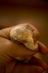 Grant's Golden Mole photo 2