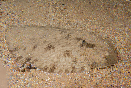 Black sole (Brachirus niger) — Soleidae — 5