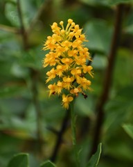 Platanthera cristata