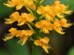 Platanthera cristata