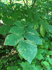 Cladrastis kentukea