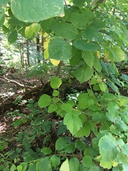 Cladrastis kentukea