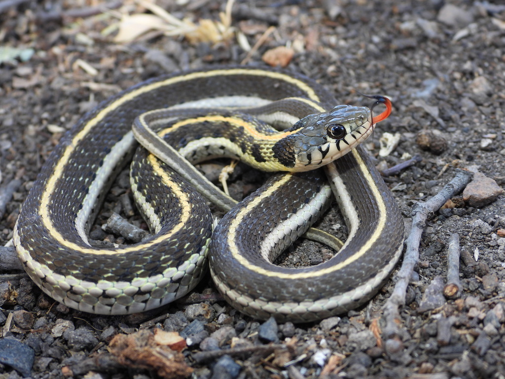 Blackneck Garter Snake